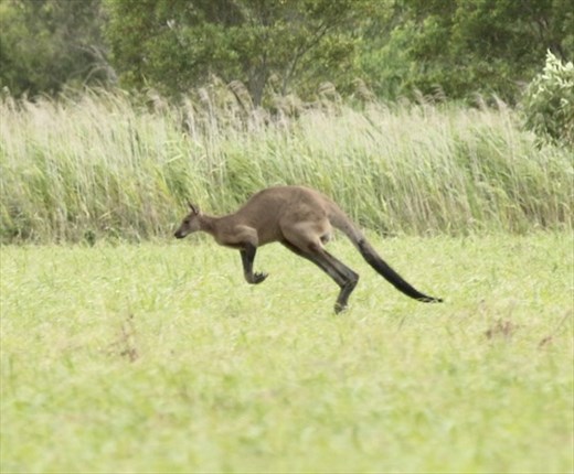 Big Red Kangaroo