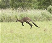 Big Red Kangaroo: by graynomadsusa, Views[289]