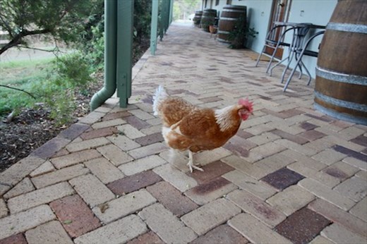 Resident chicken, Amamoor Lodge