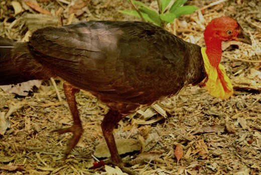 Australian Bush Turkey, Cairns Botanic Garden