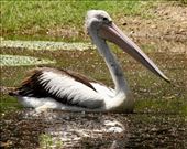 Australian Pelican, Cairns Botanic Garden: by graynomadsusa, Views[334]