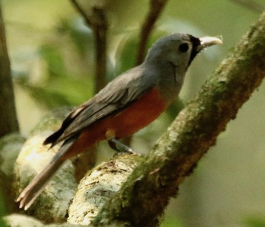 Black-faced monarch, Lamington NP, Queensland