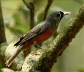 Black-faced monarch, Lamington NP, Queensland: by graynomadsusa, Views[300]
