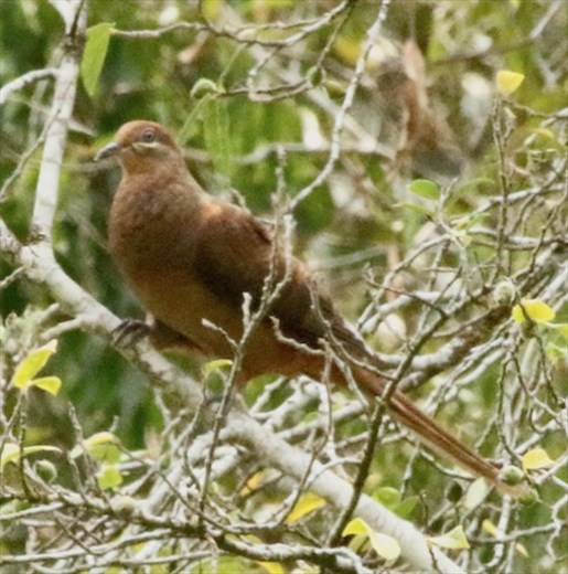 Brown Cuckoo Dove, Amamoor State Park, QLD