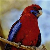 Crimson Rosella, Lamington NP, Queensland: by graynomadsusa, Views[321]