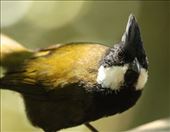 Eastern Whipbird, Lamington NP, Queensland: by graynomadsusa, Views[370]