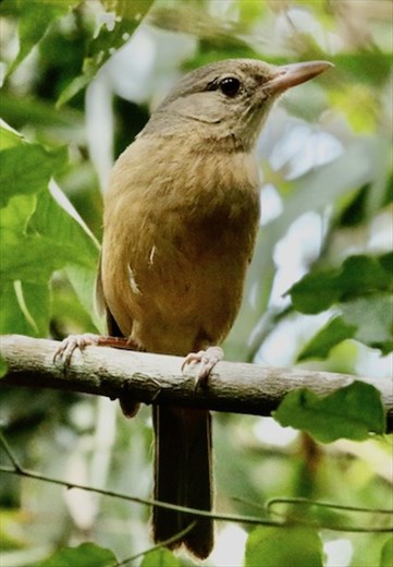 Little Shirkethrush, Lamington NP, Queensland
