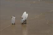 Surfer Kids, Noosa Head: by graynomadsusa, Views[398]