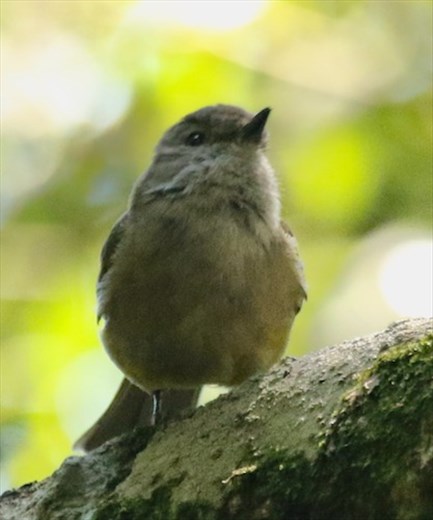 Olive Whistler, Lamington NP, Queensland