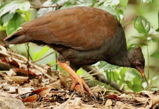 Orange-footed scrub fowl, Cairns Botanic Garden