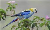 Pale-headed Rosella (photo by Connie): by graynomadsusa, Views[327]