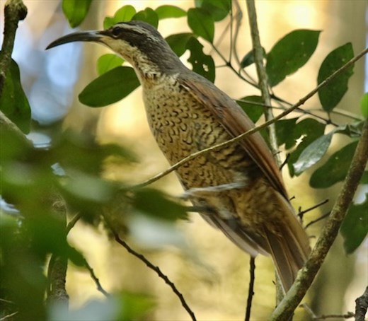 Paradise Riflebird, Lamington NP, Queensland