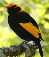 Regent Bowerbird, Lamington NP, Queensland: by graynomadsusa, Views[811]