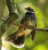Rufous Fantail, Lamington NP, Queensland: by graynomadsusa, Views[339]