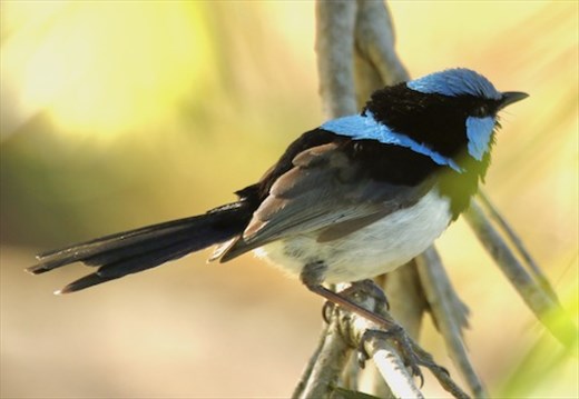 Superb Fairywren, Lamington NP, Queensland