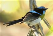Superb Fairywren, Lamington NP, Queensland: by graynomadsusa, Views[362]