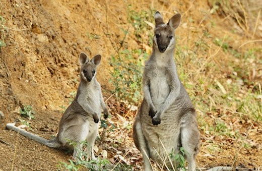 Pair of Wallabies (or maybe kangaroos?) Road to Lamington NP