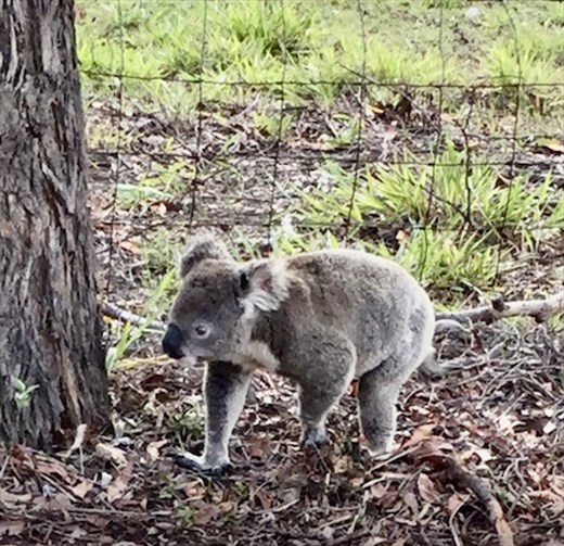 Connie's Koala, Narangba