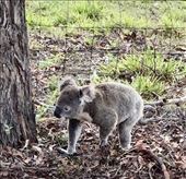 Connie's Koala, Narangba: by graynomadsusa, Views[544]