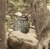 Painted Snipe, Sampsonvale Lake: by graynomadsusa, Views[249]