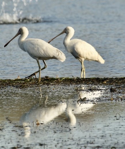 Yellow-billed Spoonbills, Sampsonvale Lake