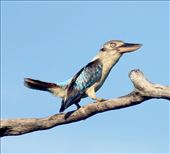 Blue-winged Kookaburra, Cooktown: by graynomadsusa, Views[1130]