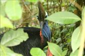 Southern Cassowary, Kuranda NP: by graynomadsusa, Views[305]
