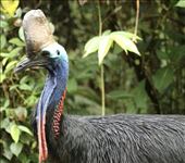 Southern Cassowary, Kuranda NP: by graynomadsusa, Views[794]