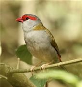 Red-browed firetail, Atherton Tablelands: by graynomadsusa, Views[319]