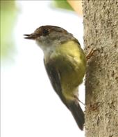 White-throated gerygone, Atherton Tablelands: by graynomadsusa, Views[362]