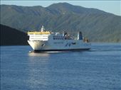 North/South Island ferry arriving in Picton: by graynomadsusa, Views[304]