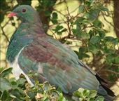 New Zealand Pigeon, Stewart Island: by graynomadsusa, Views[332]