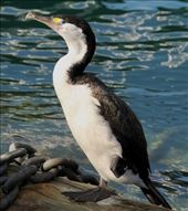 Pied Cormarant: by graynomadsusa, Views[443]