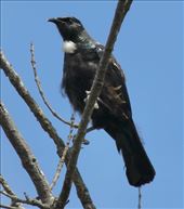 Endemic Tui, Stewart Island: by graynomadsusa, Views[309]