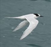 White-Fronted Tern, Picton: by graynomadsusa, Views[327]