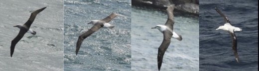 Bullers, Salvins, Shy and Wandering Albatross