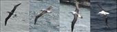 Bullers, Salvins, Shy and Wandering Albatross: by graynomadsusa, Views[301]