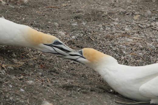 Pair Bonding, Maukatia Takapu Refuge, Muriwai