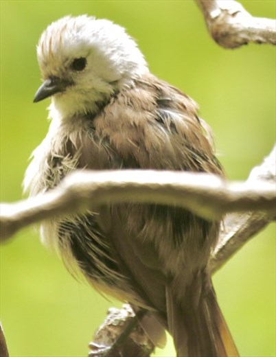 Whitehead, Lake Rotopounamu
