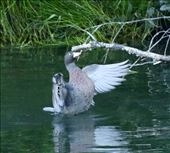 Blue Duck, Turangi: by graynomadsusa, Views[118]