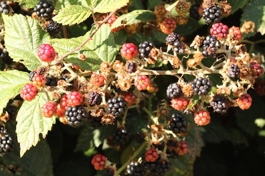 Blackberries, Lake Taupo