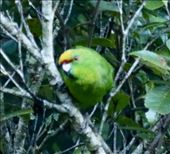 Yellow-crowned Parakeet, Lake Rotopounamu: by graynomadsusa, Views[141]
