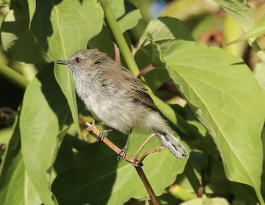 Gray Gerigone, Lake Taupo