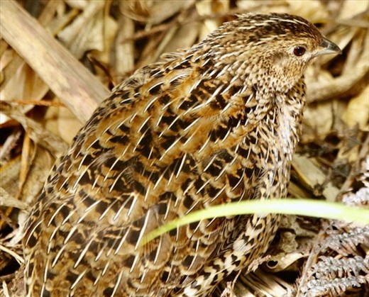 Brown Quail, Tiritiri Matangi
