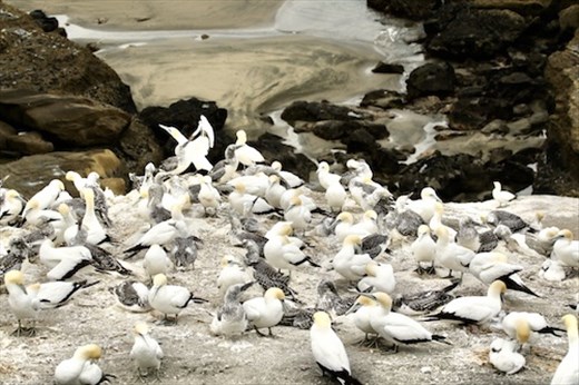Maukatia Takapu Refuge, Muriwai