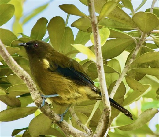 New Zealand Bellbird, Tiritiri Matangi