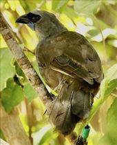 North Island Kokako, bird of the day, Tiritiri Matangi: by graynomadsusa, Views[948]