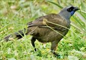 North Island Kokako, bird of the day, Tiritiri Matangi: by graynomadsusa, Views[327]