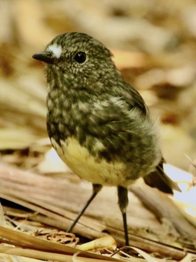 North Island Robin, Tiritiri Matangi