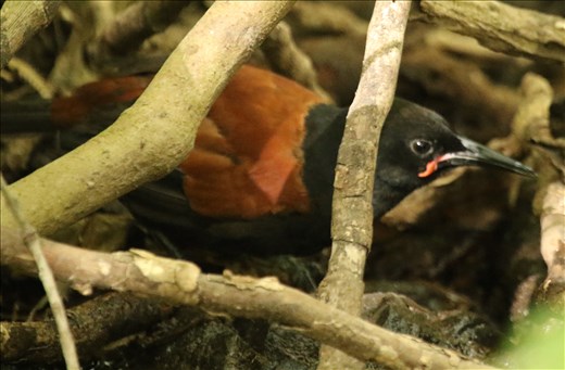 North Island Saddleback, Tiritiri Matangi